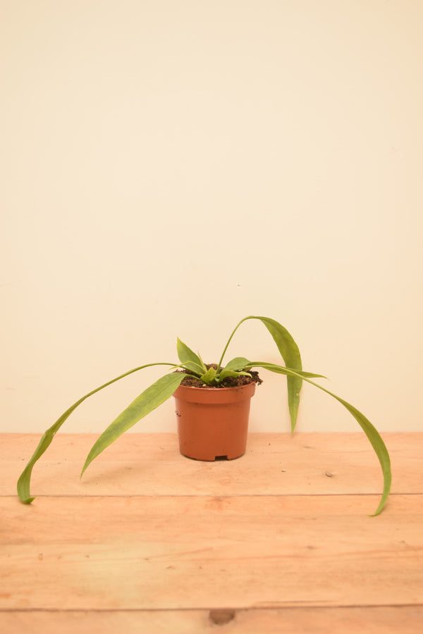 Anthurium vittarifolium