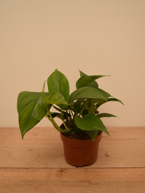 Epipremnum aureum 'Jade'