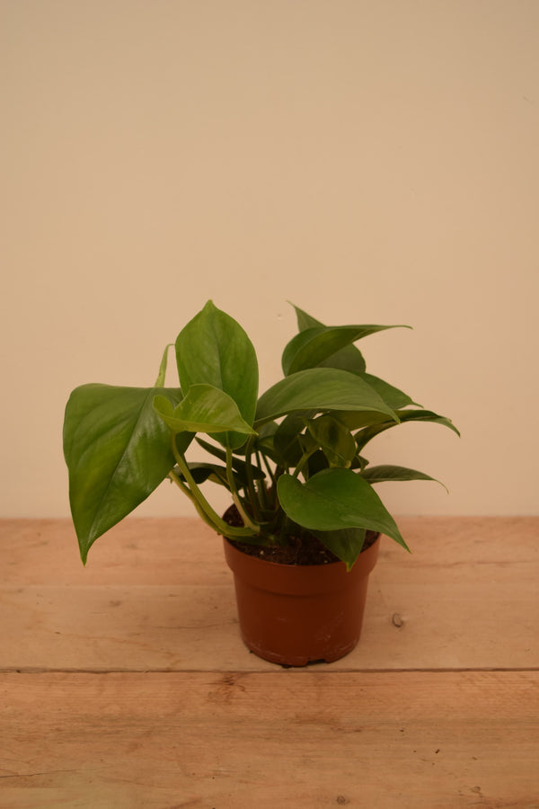 Epipremnum aureum 'Jade'
