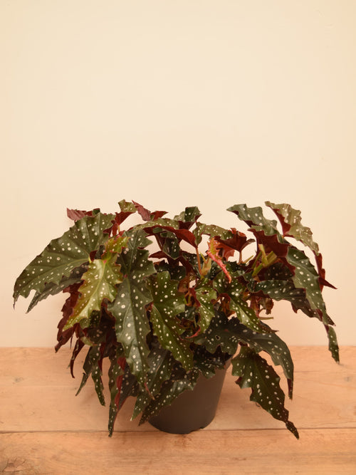 Begonia maculata 'Wightii Black Forest'