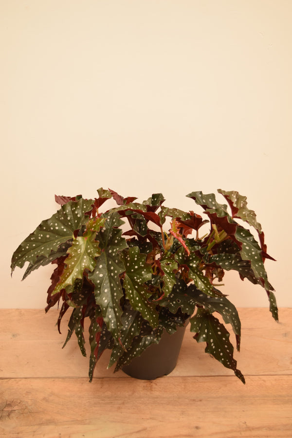 Begonia maculata 'Wightii Black Forest'