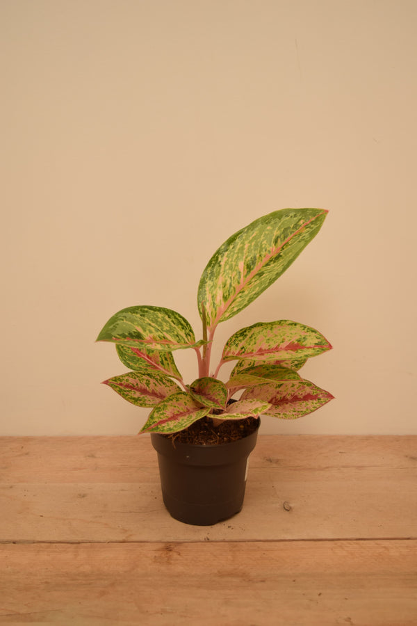 Aglaonema 'Painted Celebration'