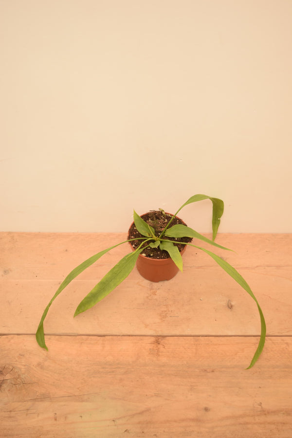 Anthurium vittarifolium