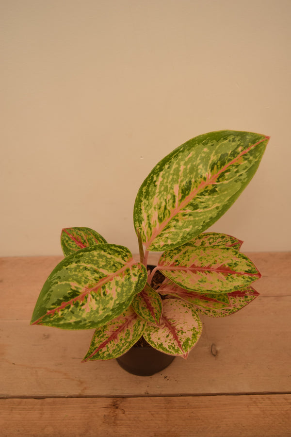 Aglaonema 'Painted Celebration'