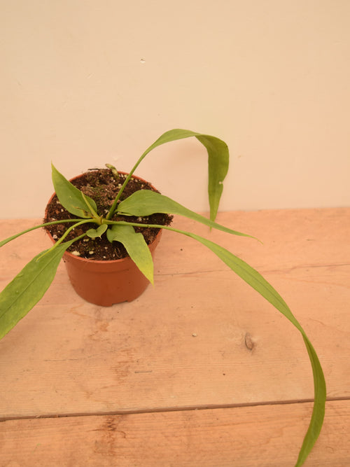 Anthurium vittarifolium