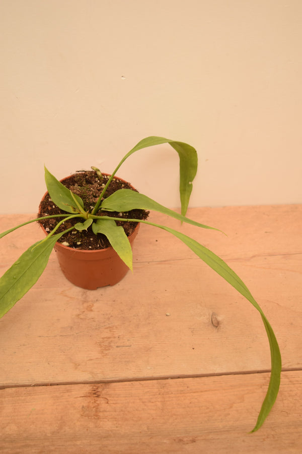 Anthurium vittarifolium