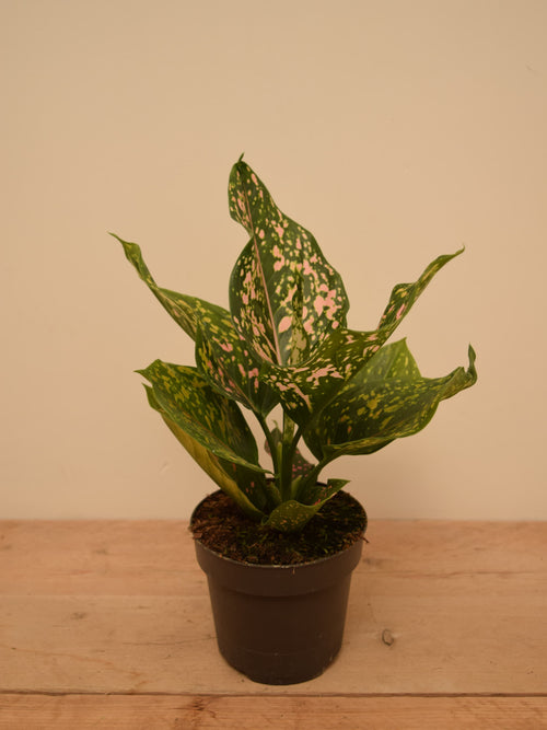 Aglaonema 'Pink Leopard'