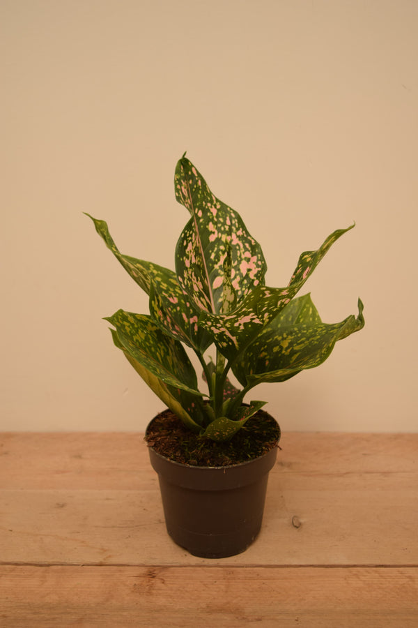 Aglaonema 'Pink Leopard'