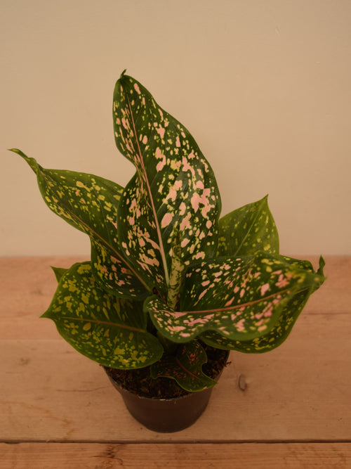 Aglaonema 'Pink Leopard'