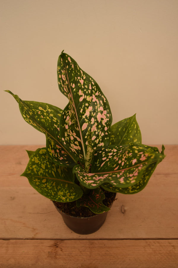 Aglaonema 'Pink Leopard'