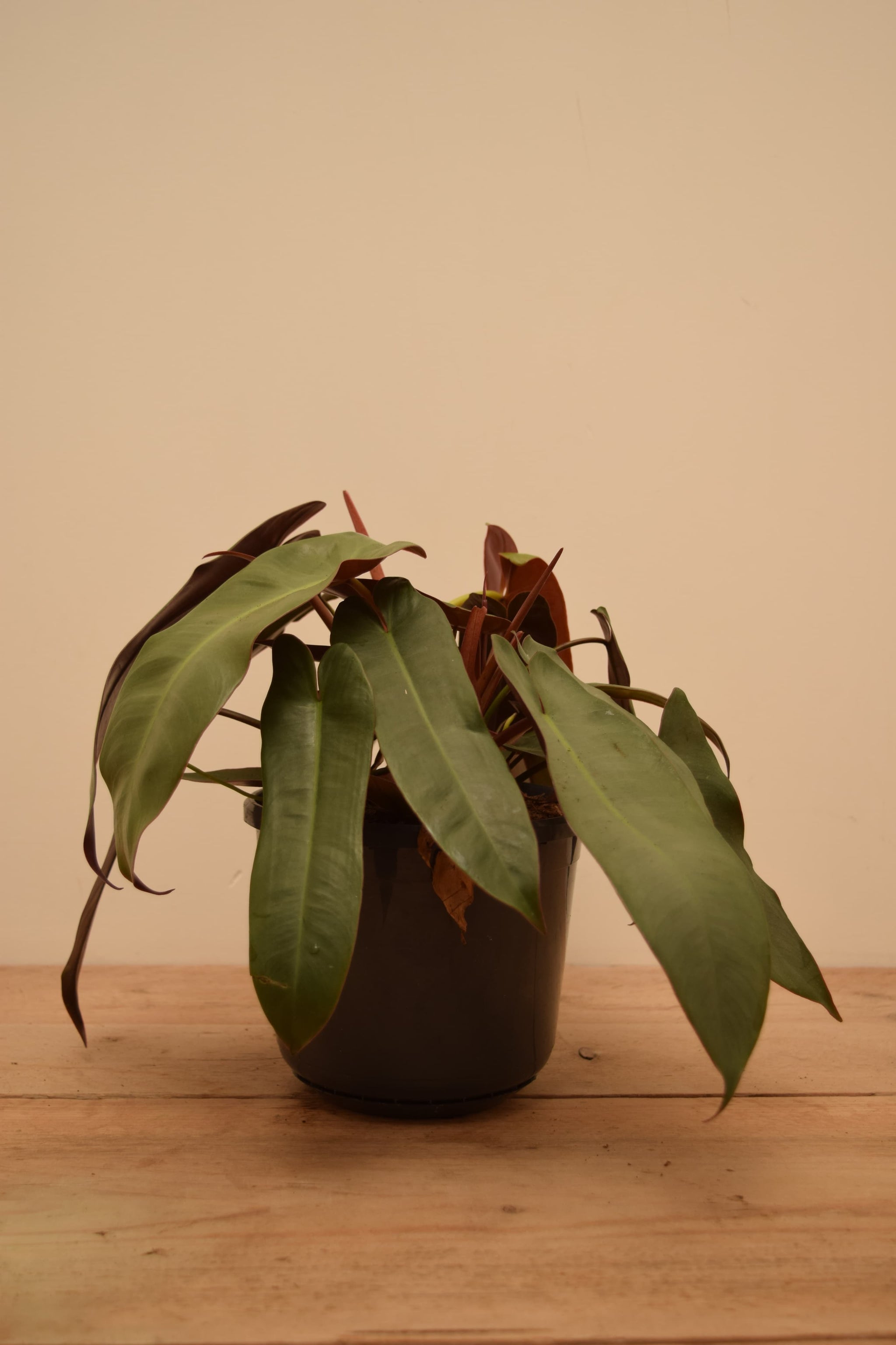 Philodendron atabapoense 'Santa Leopoldina'