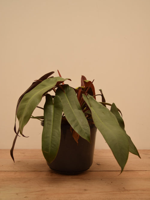 Philodendron atabapoense 'Santa Leopoldina'