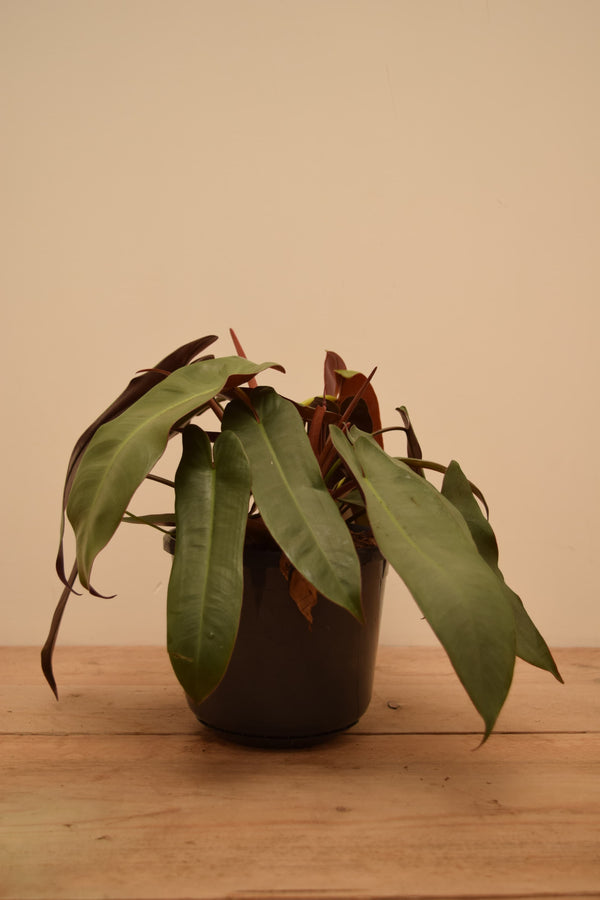 Philodendron atabapoense 'Santa Leopoldina'