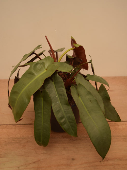 Philodendron atabapoense 'Santa Leopoldina'