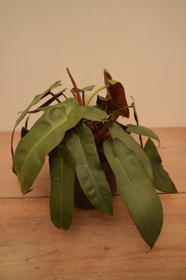 Philodendron atabapoense 'Santa Leopoldina'