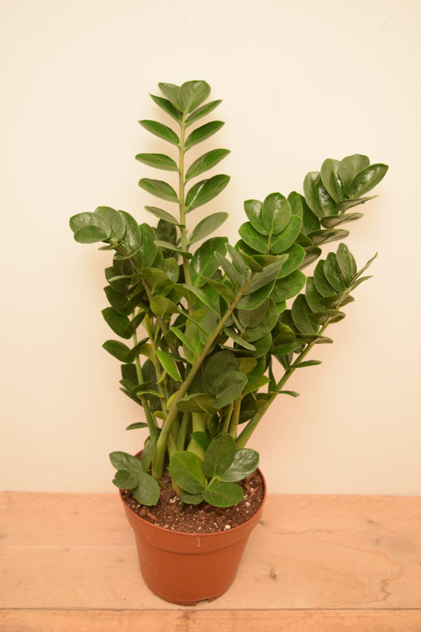 Zamioculcas zamiifolia 'Midori'