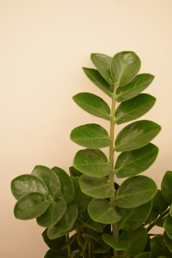 Zamioculcas zamiifolia 'Midori'