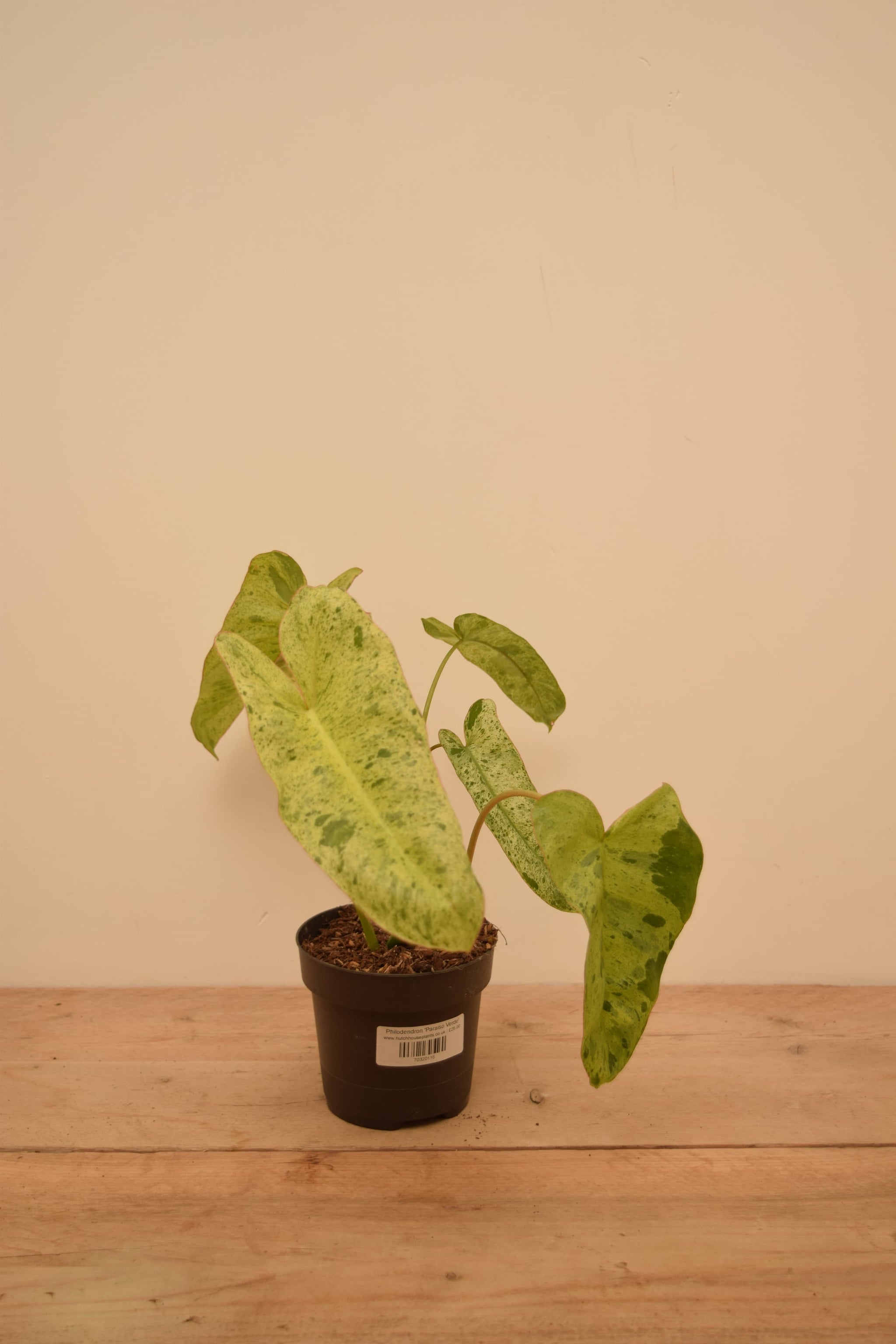 Philodendron 'Paraiso Verde'