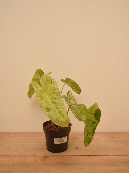 Philodendron 'Paraiso Verde'