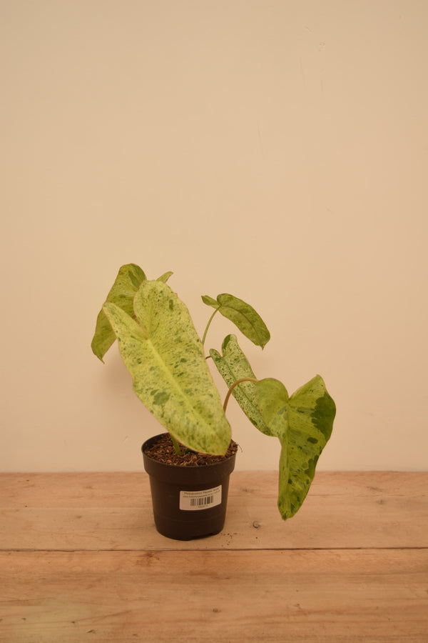 Philodendron 'Paraiso Verde'