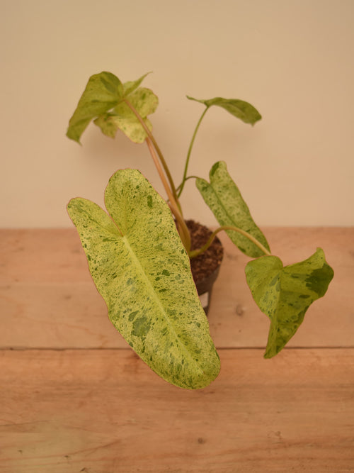 Philodendron 'Paraiso Verde'