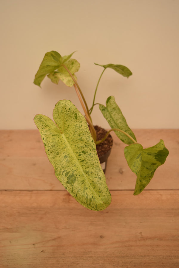 Philodendron 'Paraiso Verde'