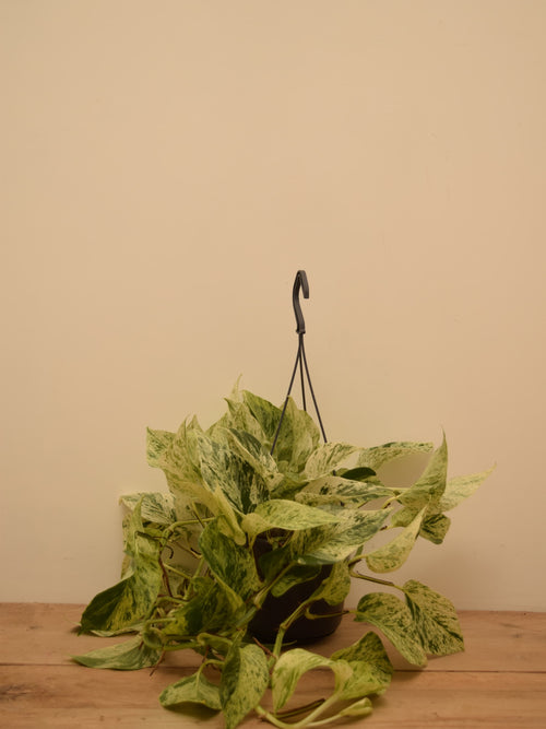 Epipremnum aureum 'Snow Leopard'