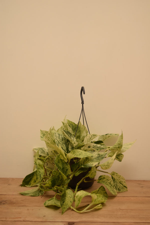 Epipremnum aureum 'Snow Leopard'