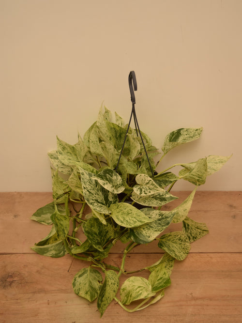 Epipremnum aureum 'Snow Leopard'