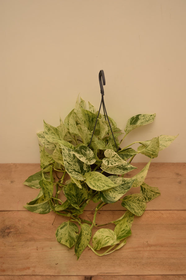 Epipremnum aureum 'Snow Leopard'