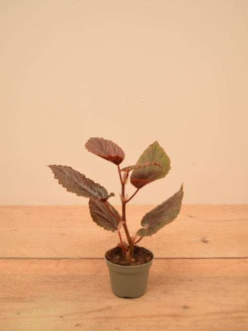 Begonia maculata 'Pink Dot'