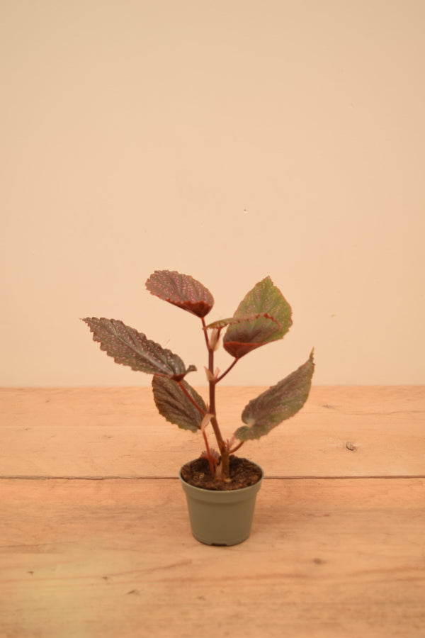 Begonia maculata 'Pink Dot'