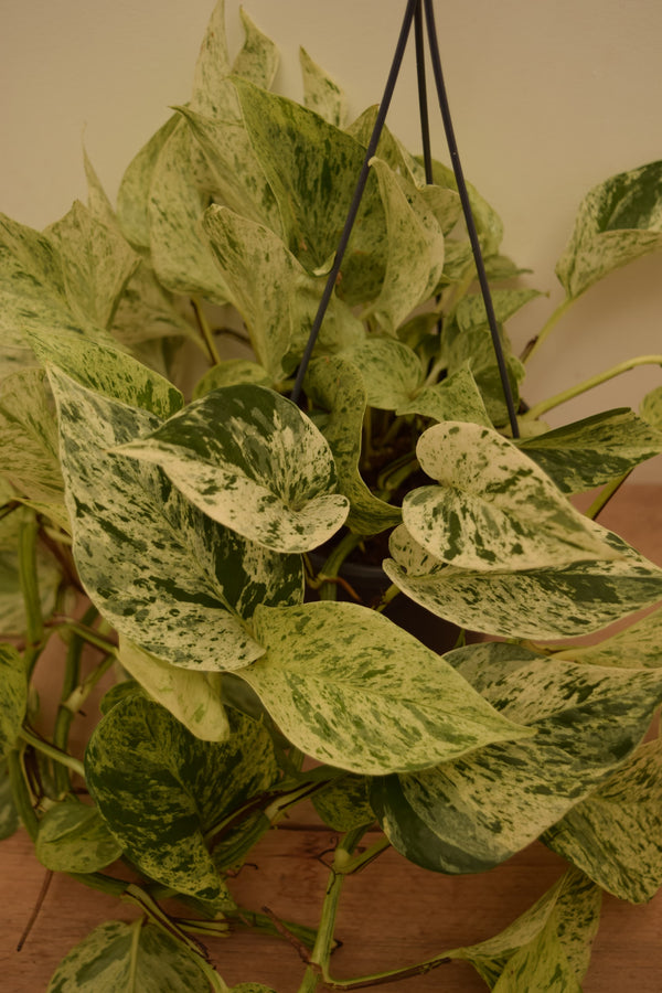 leopard goddess pothos Epipremnum aureum 'Snow Leopard'
