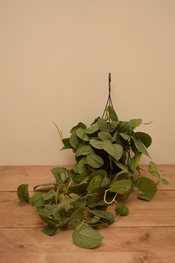 Scindapsus pictus 'Silver Hero'