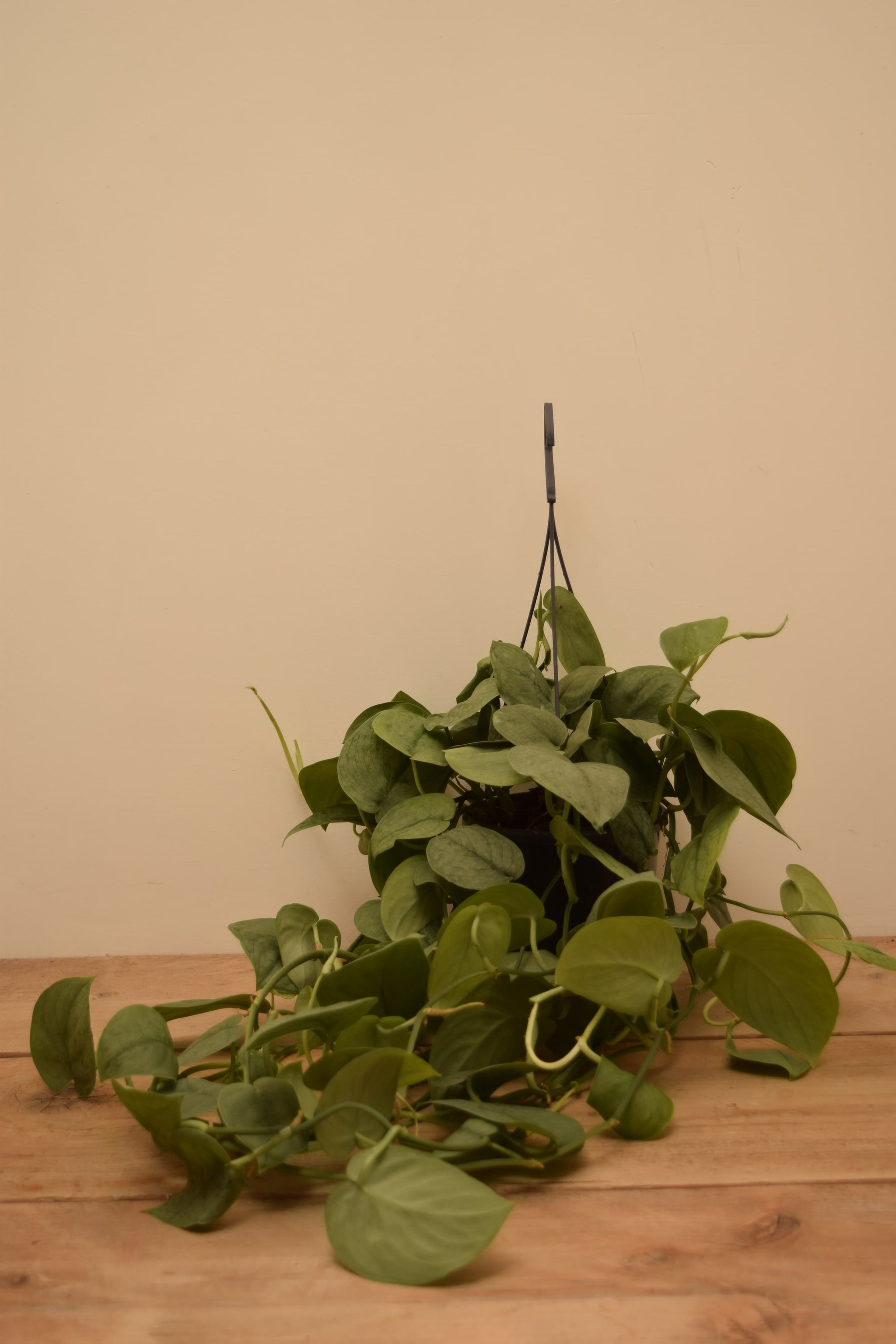 Scindapsus pictus 'Silver Hero'