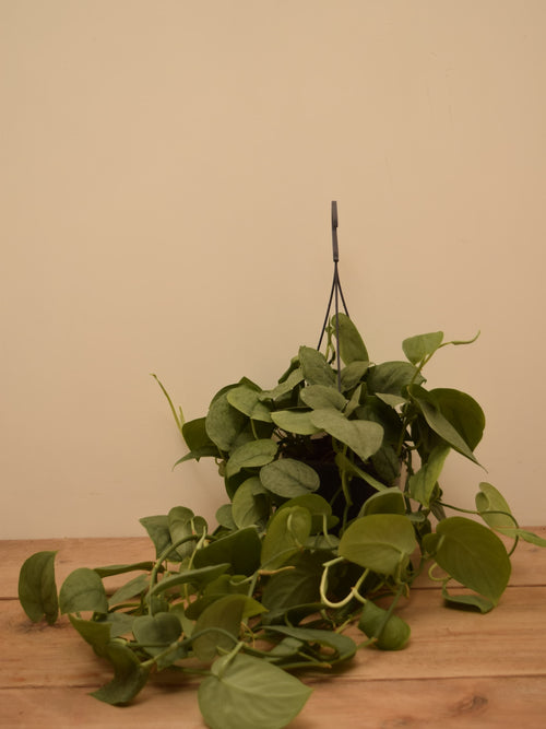 Scindapsus pictus 'Silver Hero'