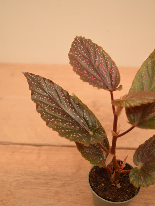 Begonia maculata 'Pink Dot'
