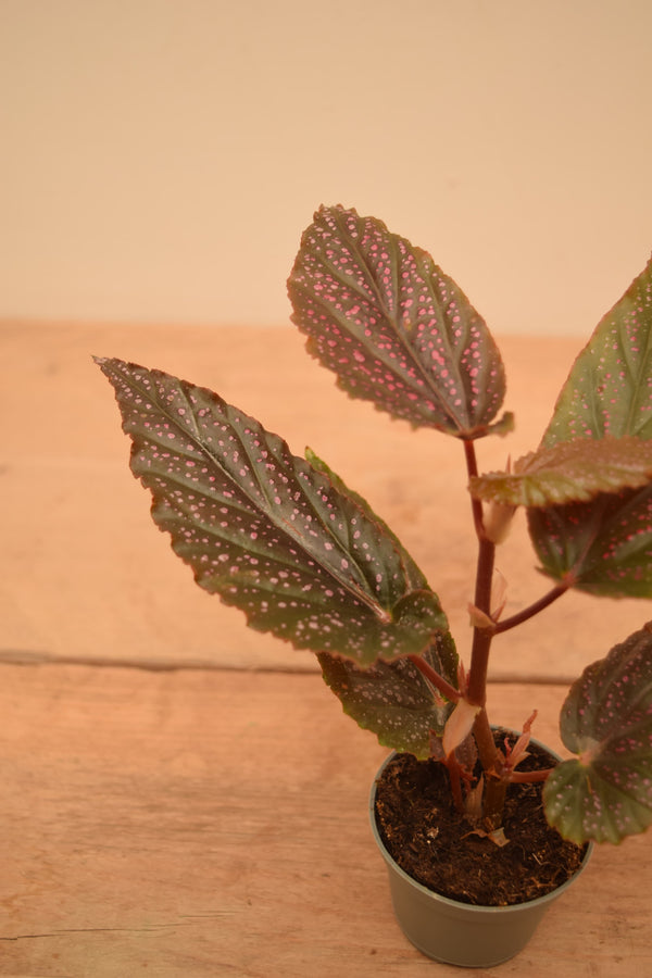Begonia maculata 'Pink Dot'