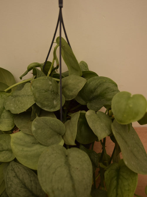 Scindapsus pictus 'Silver Hero'