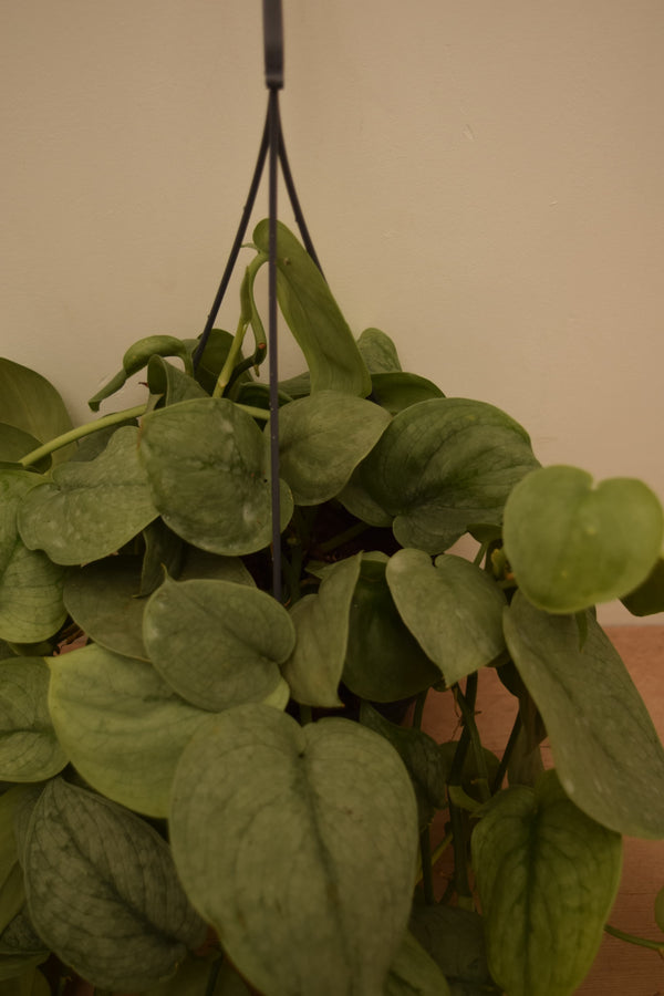 Scindapsus pictus 'Silver Hero'