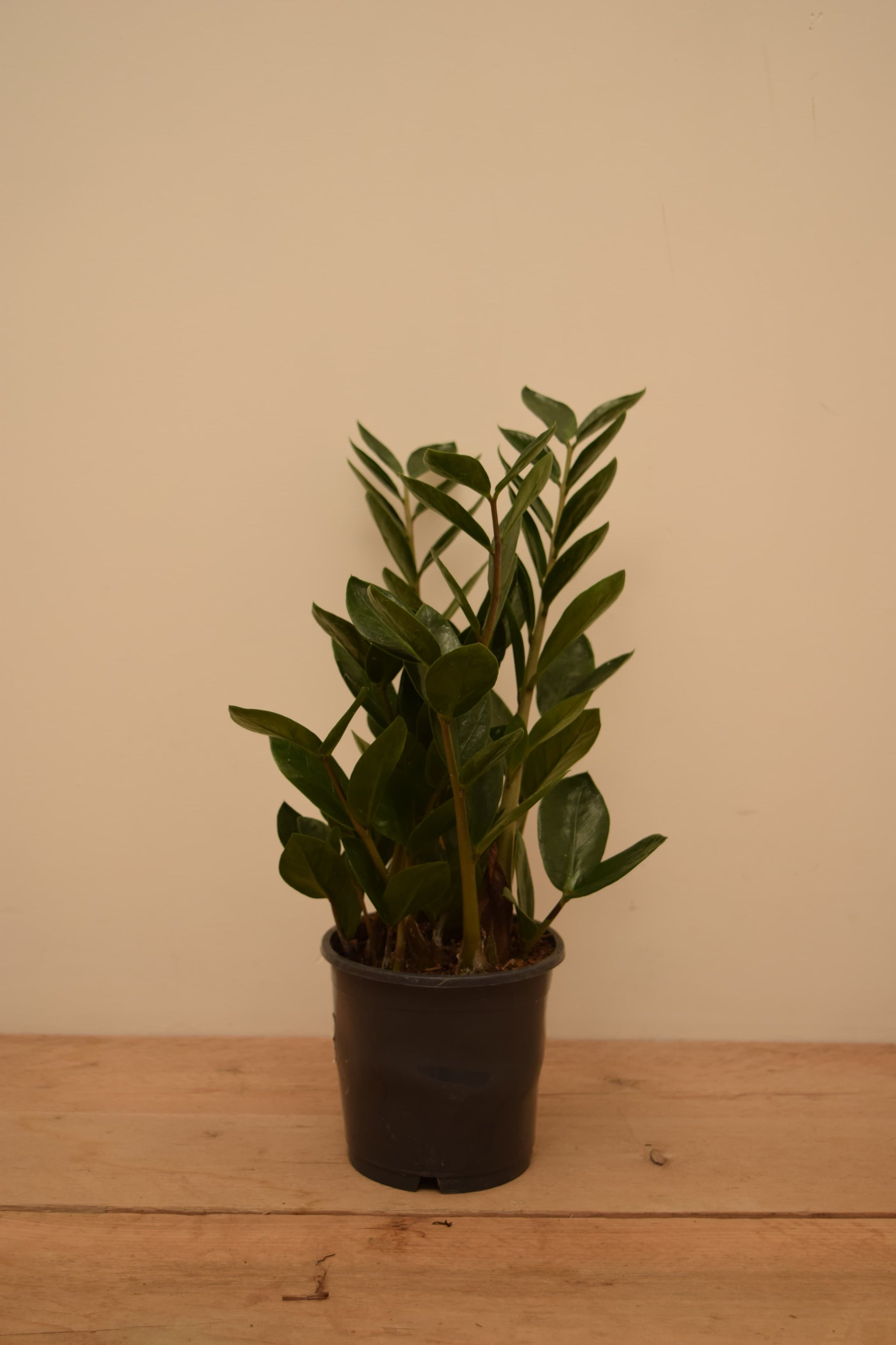 Zamioculcas zamiifolia 'Lima'