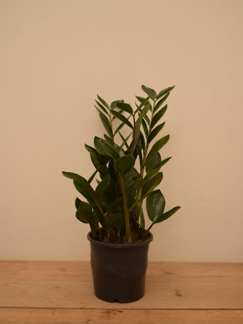 Zamioculcas zamiifolia 'Lima'