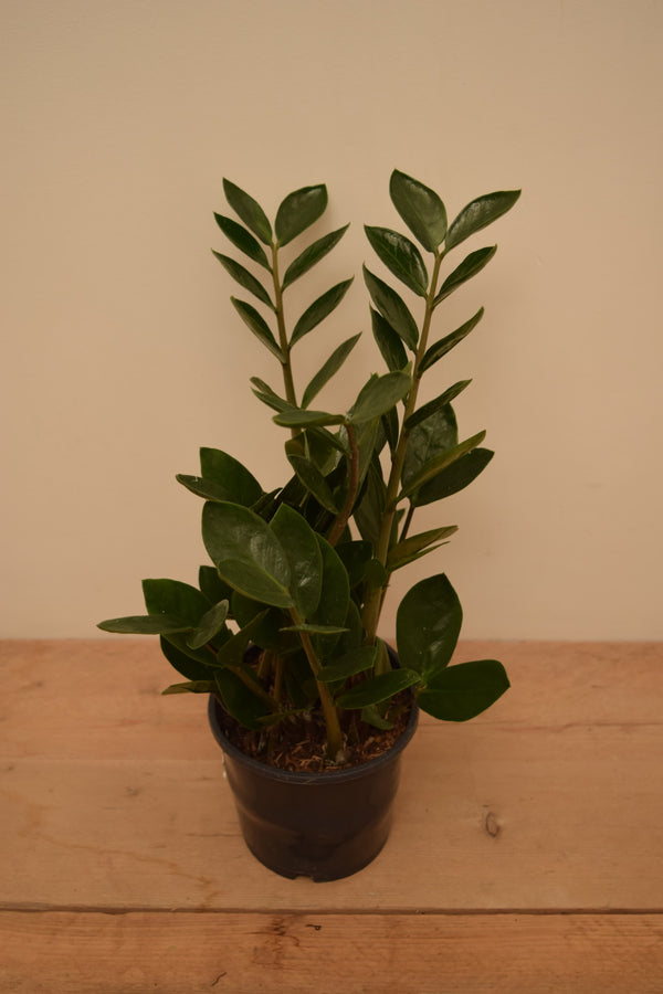 Zamioculcas zamiifolia 'Lima'