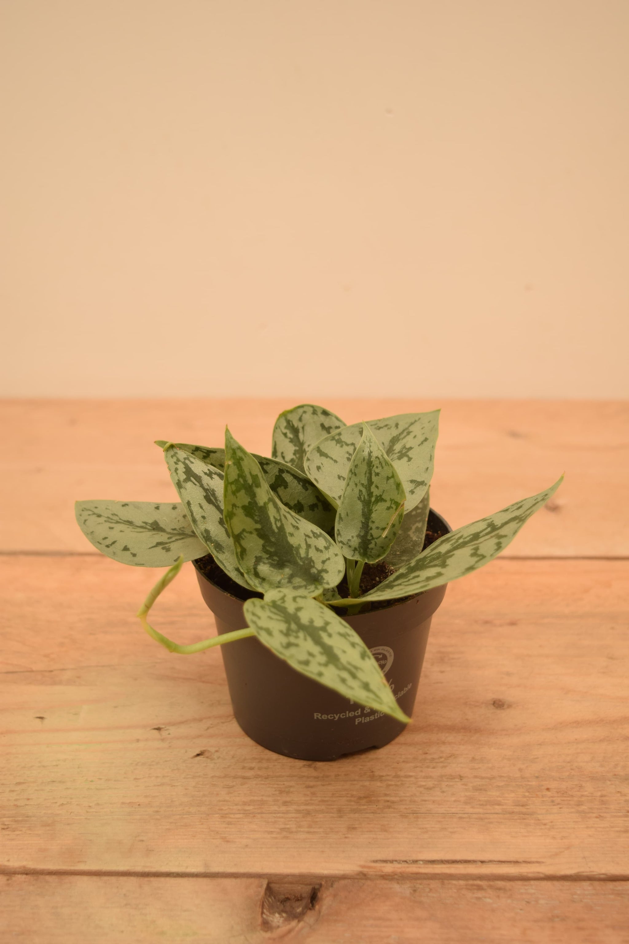 Scindapsus pictus 'Silver Lady'