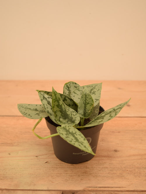 Scindapsus pictus 'Silver Lady'