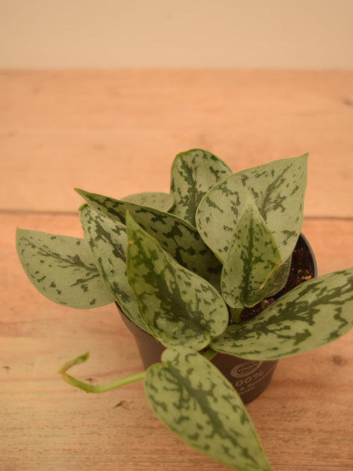 Scindapsus pictus 'Silver Lady'