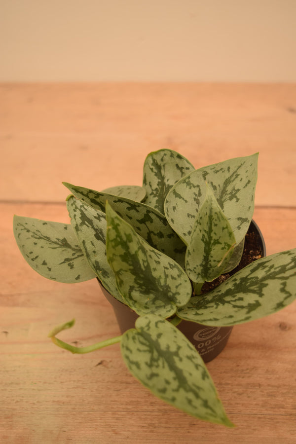Scindapsus pictus 'Silver Lady'