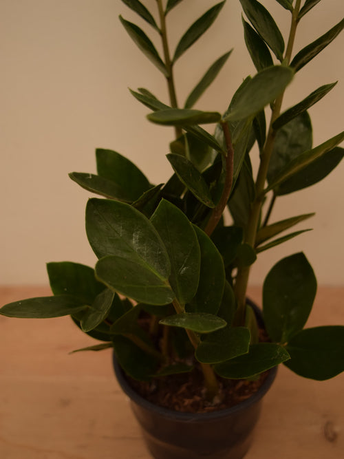 Zamioculcas zamiifolia 'Lima'