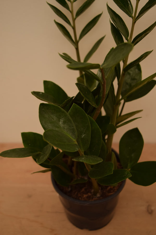 Zamioculcas zamiifolia 'Lima'