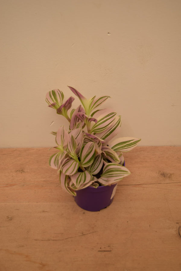 Tradescantia 'Unicorn'